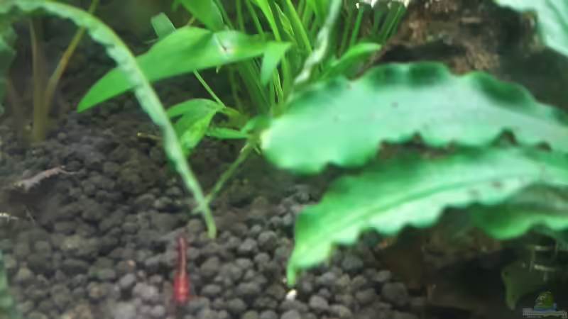 Besatz im Aquarium Nano 30 von NiRo (20)