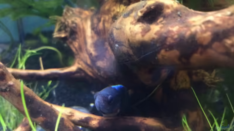 Besatz im Aquarium Nano (aufgelöst) von Manuela (10)