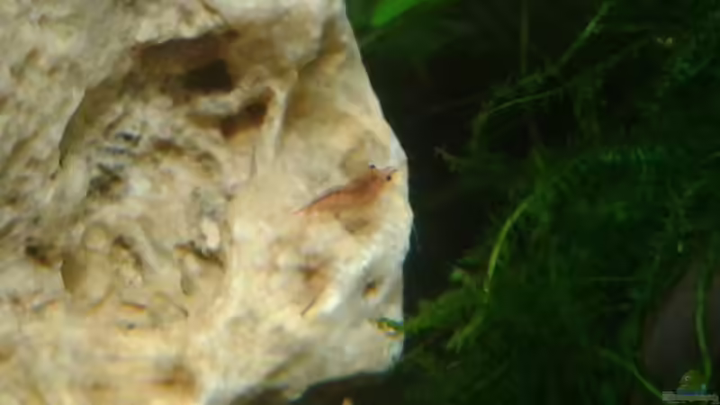 Besatz im Aquarium Nano Becken 30L für CPO´s und Garni´s von Bully-1999 (5)