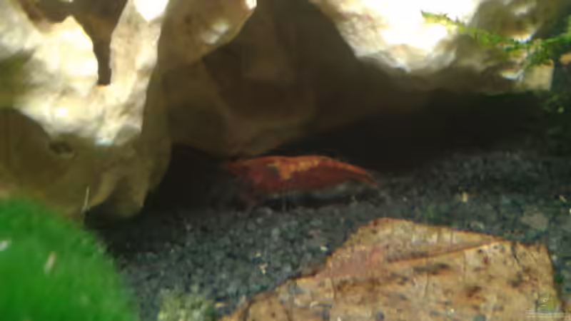 Besatz im Aquarium Nano Becken 30L für CPO´s und Garni´s von Bully-1999 (6)