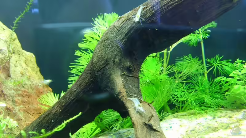 Besatz im Aquarium Nano Becken von Maggus (11)