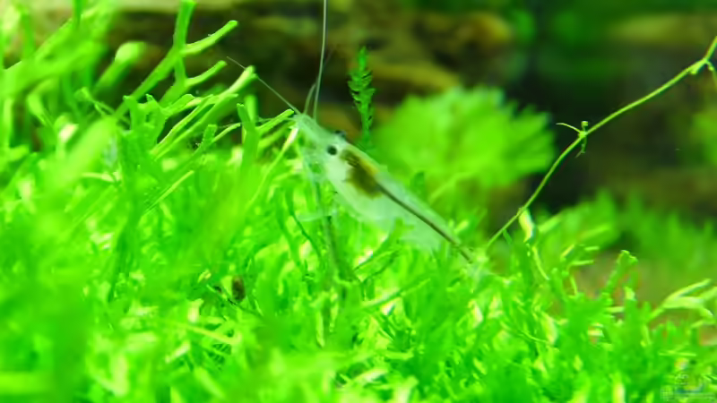 Besatz im Aquarium Nano Becken von Maggus (14)