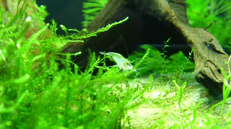 Besatz im Aquarium Nano Becken von Maggus (15)