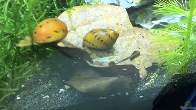 Besatz im Aquarium Nano Becken von Nano73 (22)