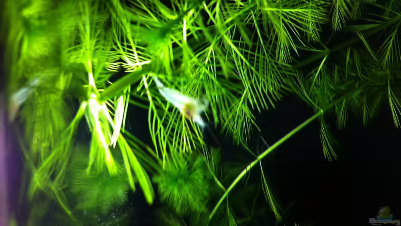 Besatz im Aquarium Nano Becken von Nano73 (23)