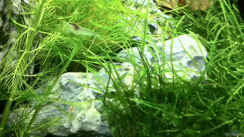 Besatz im Aquarium Nano Becken von Nano73 (24)