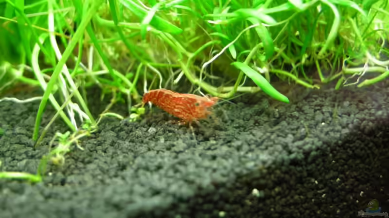 Besatz im Aquarium Nano Cube 1.0 von Thorgal Takashi (6)