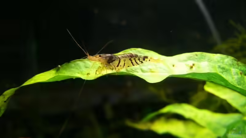 Besatz im Aquarium Nano Cube 30 von Die kleine Meerjungfrau (12)