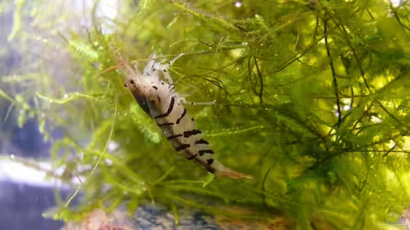 Besatz im Aquarium Nano Cube 30 von Die kleine Meerjungfrau (13)