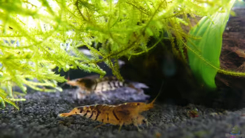 Besatz im Aquarium Nano Cube 30 von Die kleine Meerjungfrau (14)