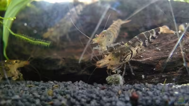 Besatz im Aquarium Nano Cube 30 von Die kleine Meerjungfrau (18)