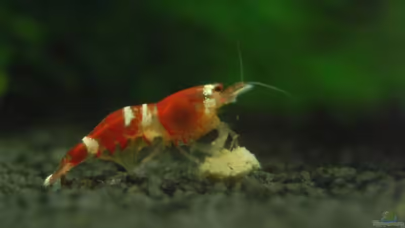 Besatz im Aquarium Nano Cube 30L von BjoeHrn (10)