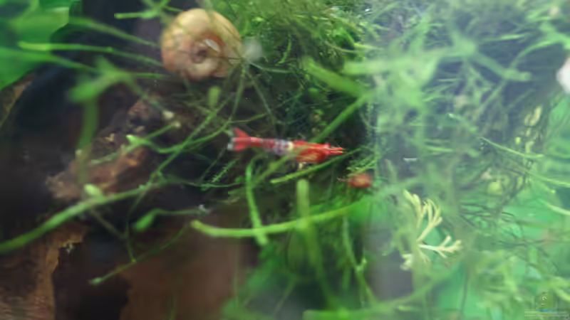 Besatz im Aquarium Nano Cube 30l von Raphi (21)