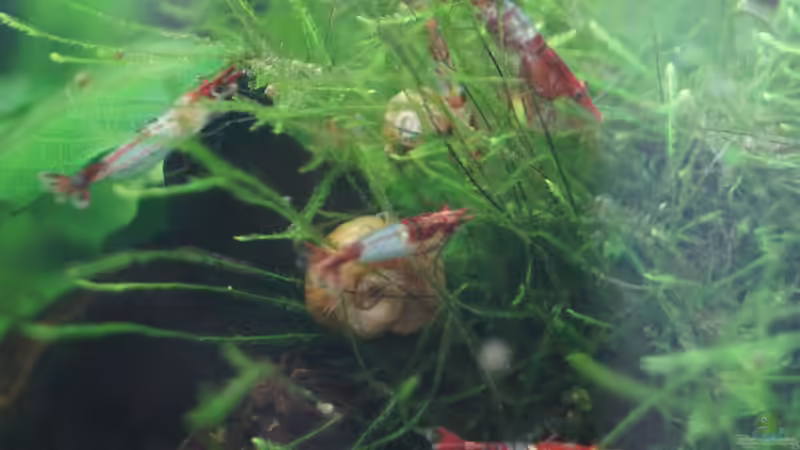 Besatz im Aquarium Nano Cube 30l von Raphi (22)