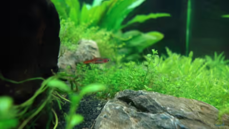 Besatz im Aquarium Nano Cube 60 Liter von Christoph Luz (39)