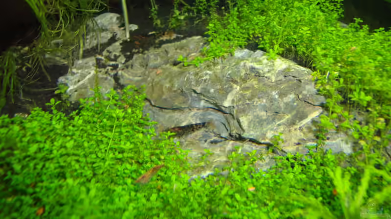 Besatz im Aquarium Nano Cube 60 Liter von Christoph Luz (41)