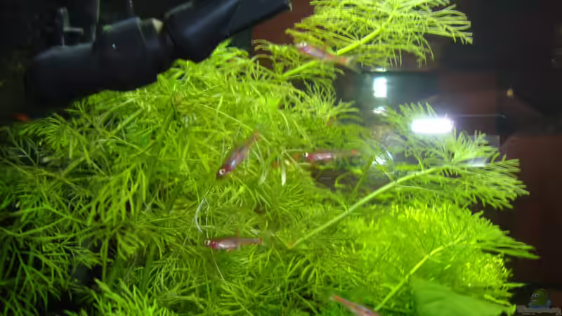 Besatz im Aquarium Nano Cube 60 Liter von Christoph Luz (44)