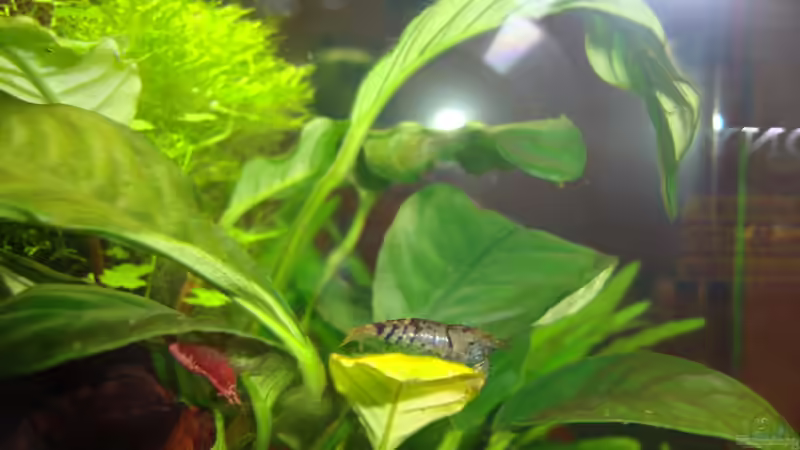 Besatz im Aquarium Nano Cube 60 Liter von Christoph Luz (45)