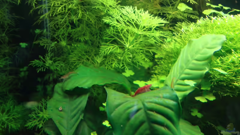 Besatz im Aquarium Nano Cube 60 Liter von Christoph Luz (46)