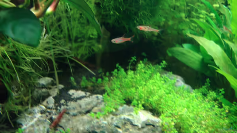 Besatz im Aquarium Nano Cube 60 Liter von Christoph Luz (49)