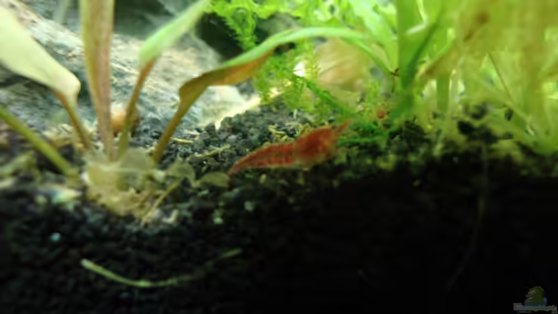 Besatz im Aquarium Nano Cube 60 Liter von Christoph Luz (52)