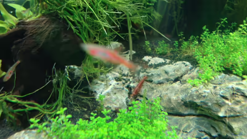 Besatz im Aquarium Nano Cube 60 Liter von Christoph Luz (54)