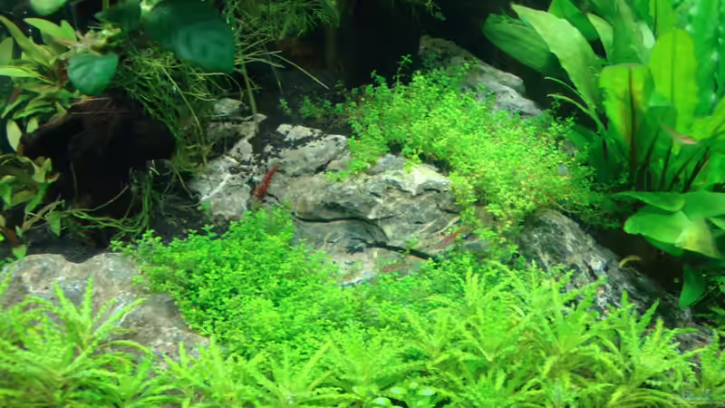 Besatz im Aquarium Nano Cube 60 Liter von Christoph Luz (56)