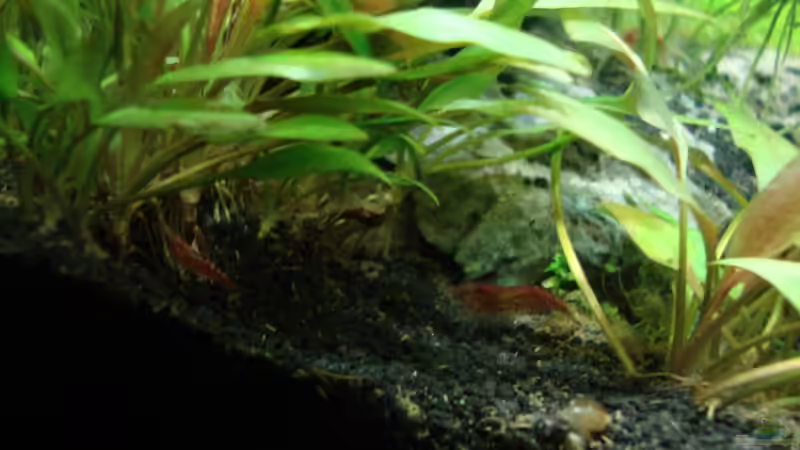 Besatz im Aquarium Nano Cube 60 Liter von Christoph Luz (57)