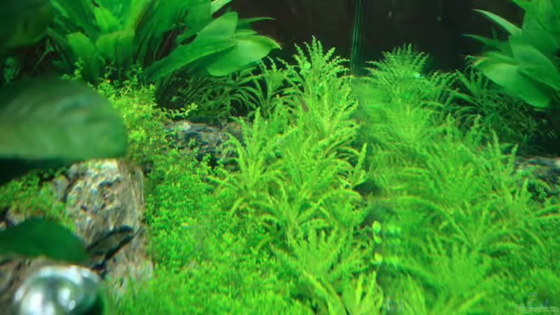 Besatz im Aquarium Nano Cube 60 Liter von Christoph Luz (58)