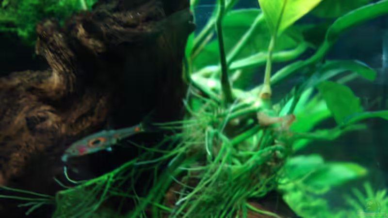 Besatz im Aquarium Nano Cube 60 Liter von Christoph Luz (59)