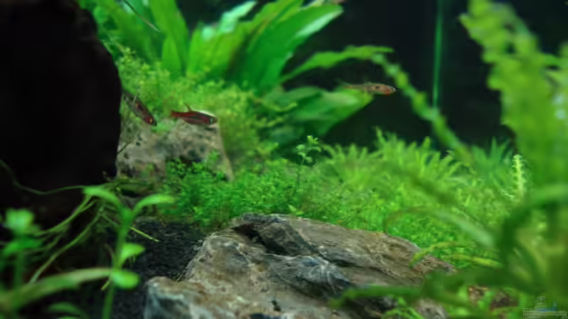 Besatz im Aquarium Nano Cube 60 Liter von Christoph Luz (62)