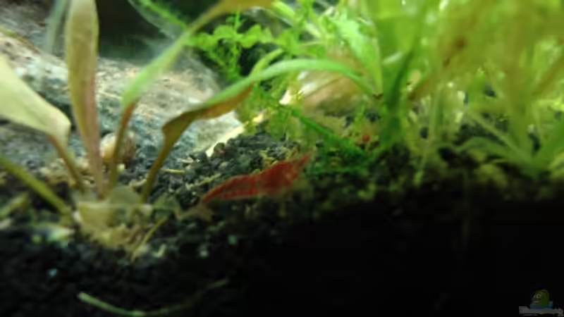 Besatz im Aquarium Nano Cube 60 Liter von Christoph Luz (64)