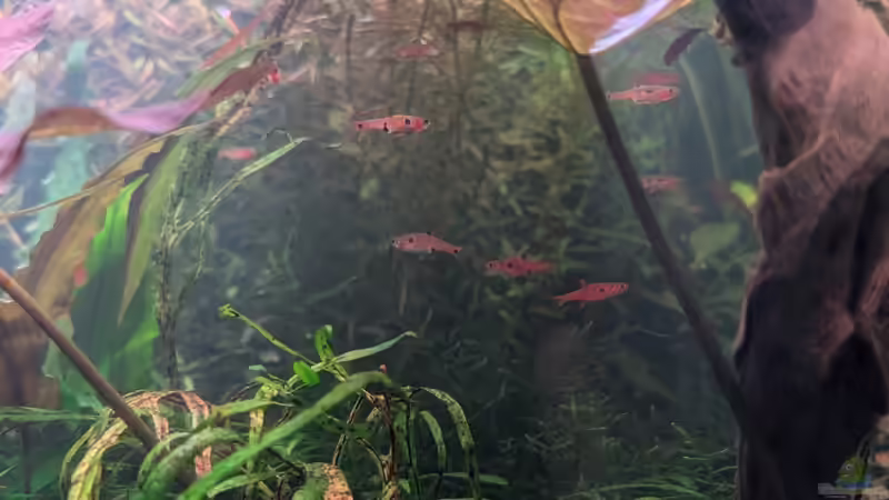 Besatz im Aquarium Nano Cube 60 von Tobes (18)