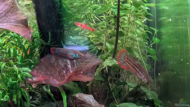 Besatz im Aquarium Nano Cube 60 von Tobes (19)