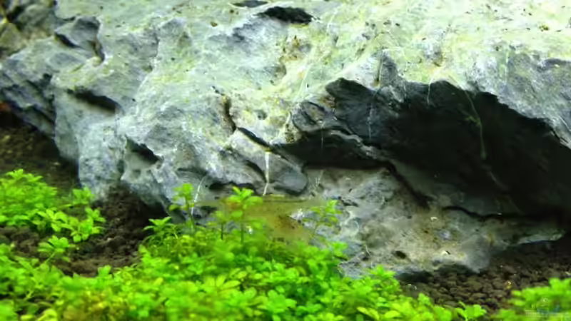 Besatz im Aquarium Nano Cube 60l von anton (4)