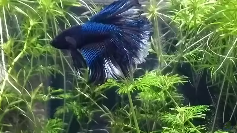 Besatz im Aquarium Nano Cube (aufgelöst) von Stephy (19)