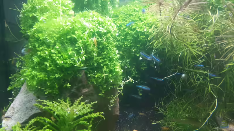 Besatz im Aquarium Nano Cube meets Fluval Edge von Schallex (22)