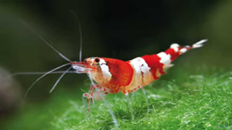 Besatz im Aquarium Nano Cube Planted von Nano-FAN (11)