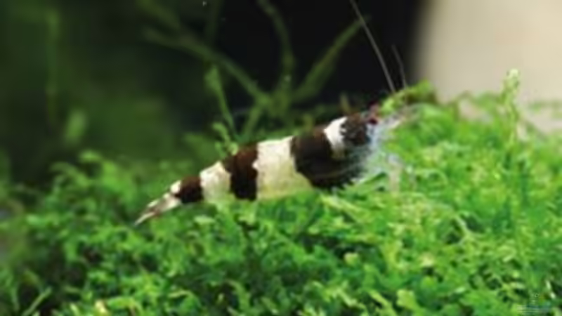 Besatz im Aquarium Nano Cube Planted von Nano-FAN (9)