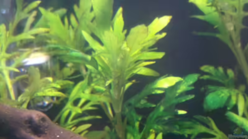 Besatz im Aquarium Nano Cube von Nero (4)