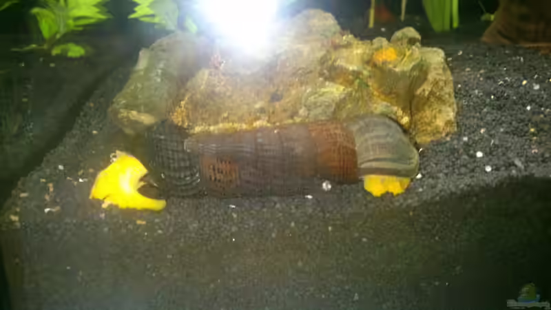 Besatz im Aquarium Nano Cube von Nero (5)