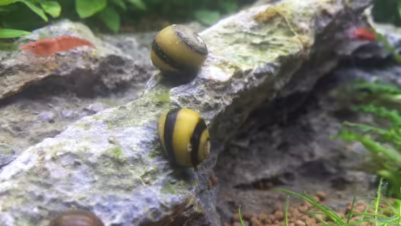 Besatz im Aquarium Nano Eigenbau von Lucky3310 (40)