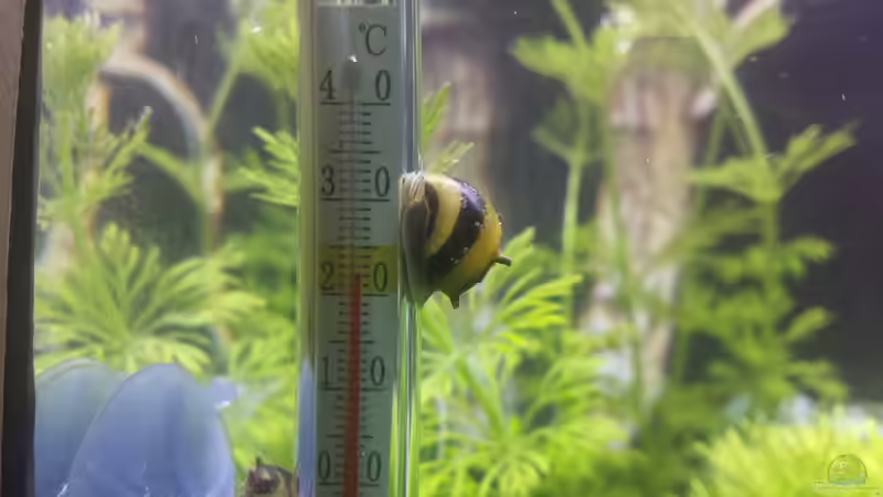 Besatz im Aquarium Nano Eigenbau von Lucky3310 (41)