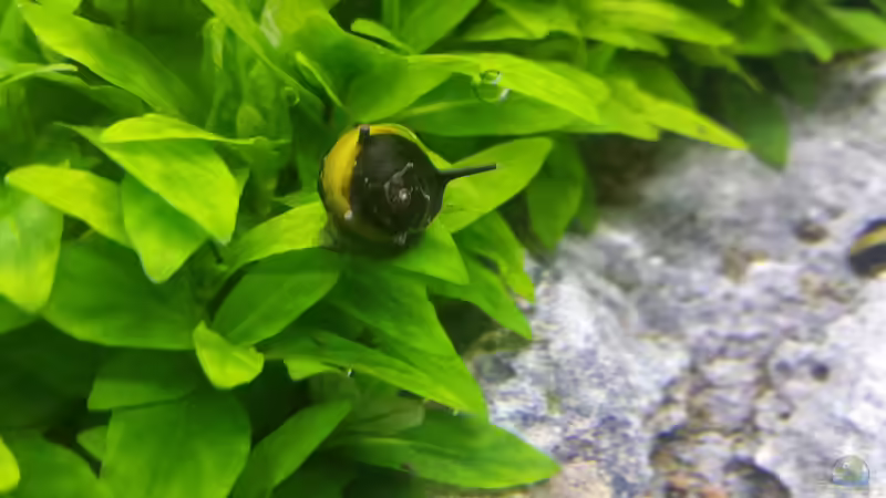 Besatz im Aquarium Nano Eigenbau von Lucky3310 (42)