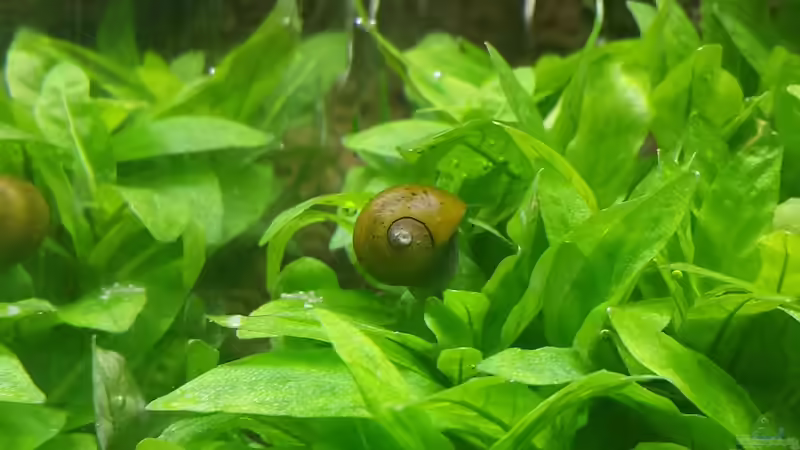 Besatz im Aquarium Nano Eigenbau von Lucky3310 (43)