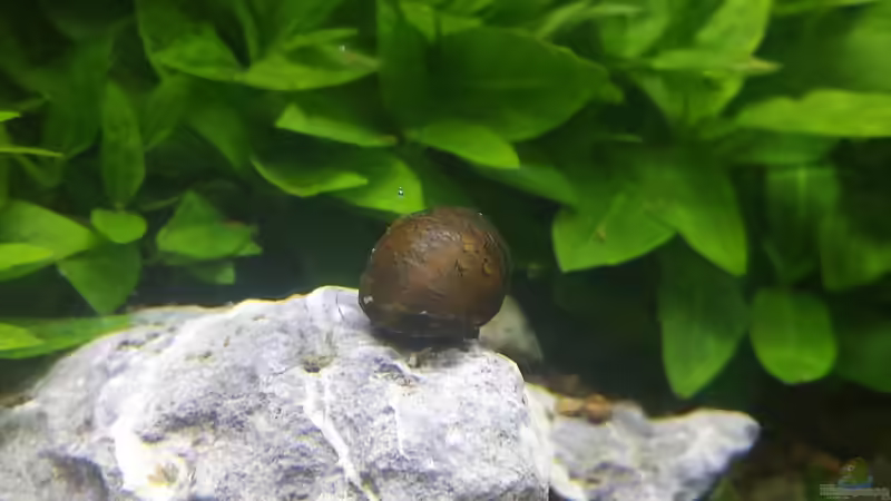 Besatz im Aquarium Nano Eigenbau von Lucky3310 (44)