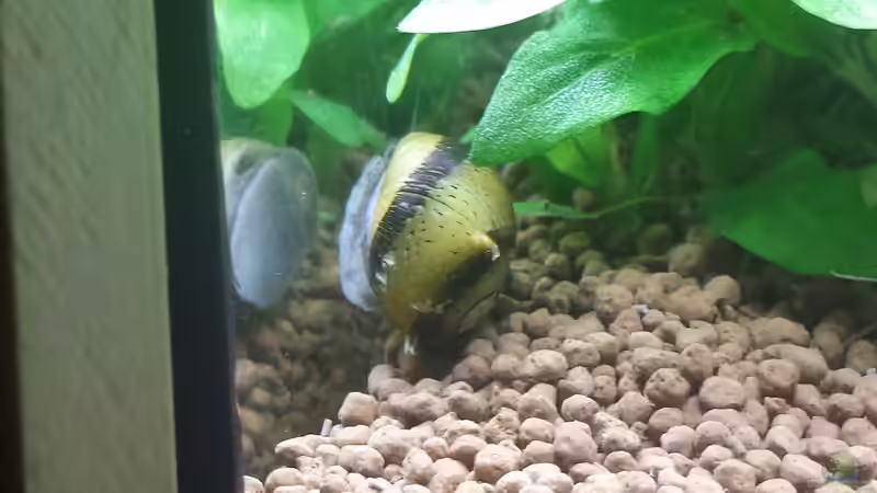 Besatz im Aquarium Nano Eigenbau von Lucky3310 (45)