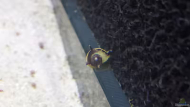 Besatz im Aquarium Nano Eigenbau von Lucky3310 (46)