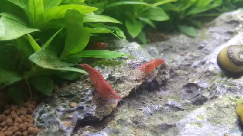 Besatz im Aquarium Nano Eigenbau von Lucky3310 (47)