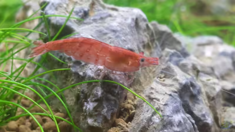 Besatz im Aquarium Nano Eigenbau von Lucky3310 (48)